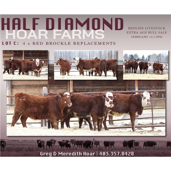 Half Diamond Hoar Farms - 4 Commercial Open Replacement Heifers