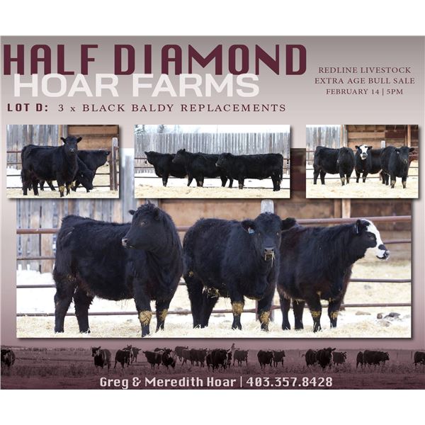 Half Diamond Hoar Farms - 3 Commercial Open Replacement Heifers