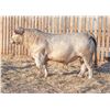 Image 1 : RAWES LUXTON 7M