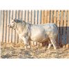 Image 1 : RAWES SAMSON 16M