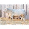Image 1 : RAWES NELSON 19M