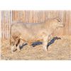 Image 1 : RAWES THEO 58M