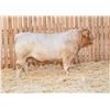 Image 1 : RAWES LUXTON 59M