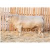 Image 1 : RAWES THEO 79M