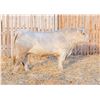 Image 1 : RAWES SAMSON 84M