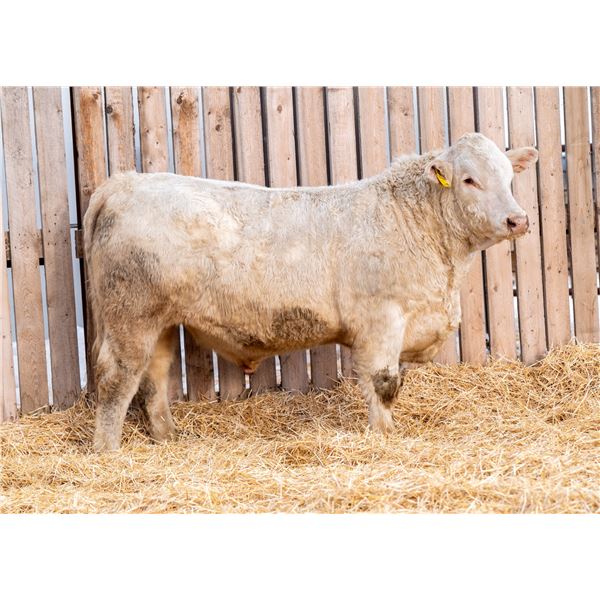 RAWES WESTERNER 201M