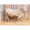 Image 1 : RAWES WESTERNER 201M