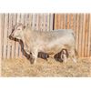 Image 1 : RAWES GUINNESS 225M