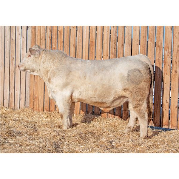 RAWES WESTERNER 264M