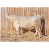 Image 1 : RAWES WESTERNER 264M