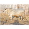 Image 1 : RAWES PRESTON 282M