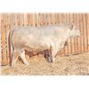 Image 1 : RAWES KNIGHT 330M