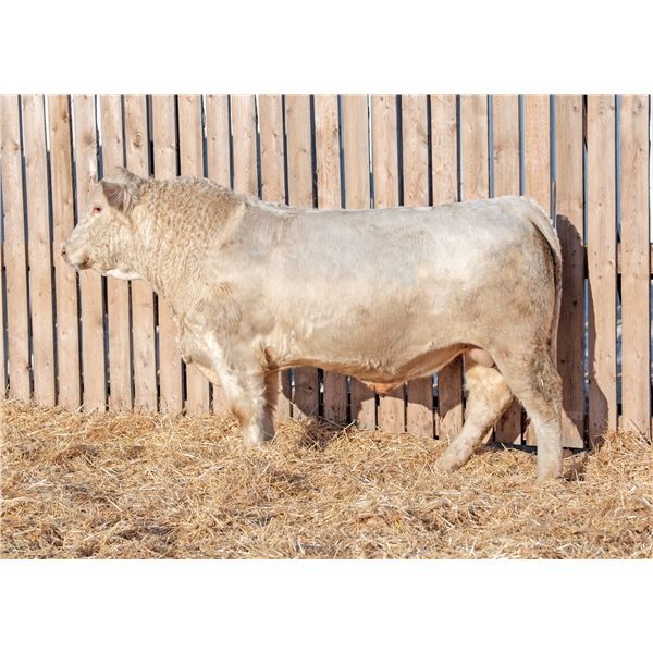 RAWES WESTERNER 598M