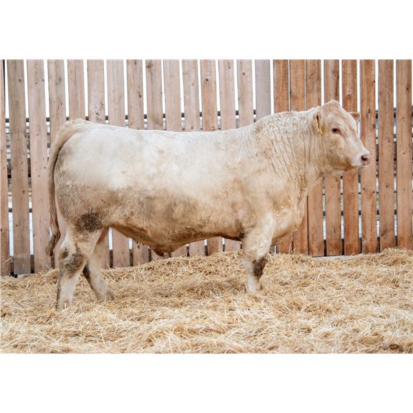 RAWES WESTERNER 619M