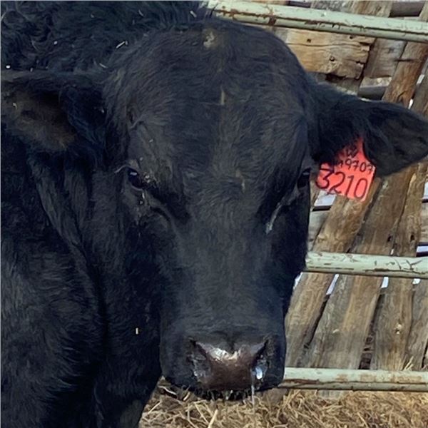 SW 3210L - Red - OUT