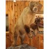 Image 2 : Fully Mounted Brown Bear