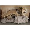 Image 1 : African Lion Full Body Mount