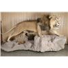 Image 2 : African Lion Full Body Mount