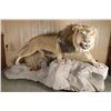 Image 3 : African Lion Full Body Mount
