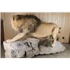 Image 4 : African Lion Full Body Mount