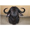 Image 1 : African Cape Buffalo Shoulder Mount