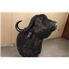 Image 2 : African Cape Buffalo Shoulder Mount