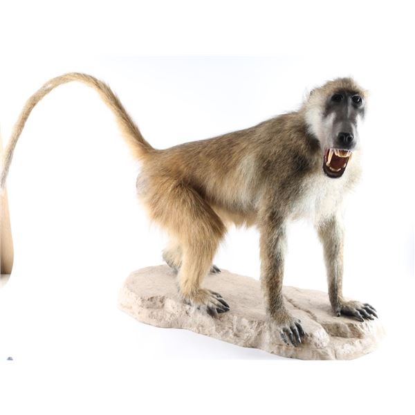 Full Body Mount Baboon