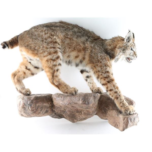 Full Body Bobcat Mount