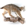 Image 1 : Full Body Bobcat Mount