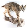 Image 2 : Full Body Bobcat Mount