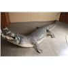 Image 5 : Full Body Crocodile Mount