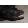 Image 4 : Black Bear Rug