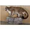 Image 2 : Full Mounted Mountain Lion
