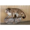 Image 3 : Full Mounted Mountain Lion