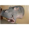 Image 1 : Fiberglass Hippopotamus Shoulder Mount
