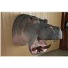 Image 4 : Fiberglass Hippopotamus Shoulder Mount