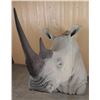 Image 3 : African Black Rhino Fiberglass Mount