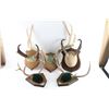Image 1 : Lot Of Mounted Deer Antlers