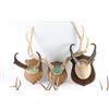 Image 2 : Lot Of Mounted Deer Antlers