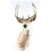 Image 1 : Deer Buck Mount