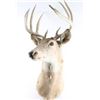 Image 2 : Deer Buck Mount