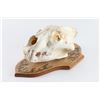 Image 1 : Lion Skull