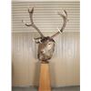 Image 1 : Red Stag Mount