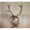 Image 4 : Red Stag Mount