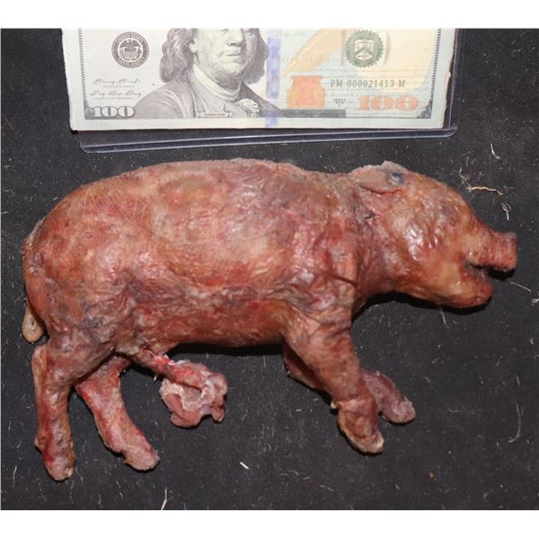 AMERICAN HORROR STORY ROANOKE DEAD PIG FETUS SCREEN USED 1