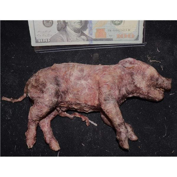 AMERICAN HORROR STORY ROANOKE DEAD PIG FETUS SCREEN USED 2