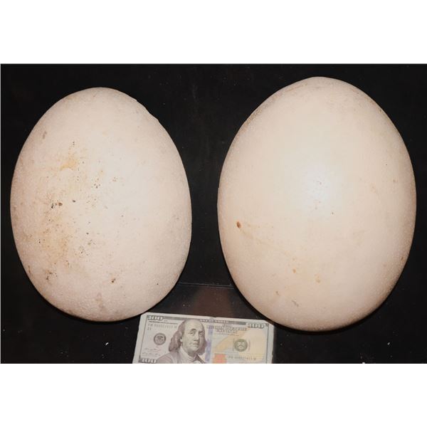 JURASSIC PARK  LIKE  TYRANNOSAURUS REX EGGS LOT OF 2 HALVES