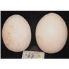 Image 1 : JURASSIC PARK "LIKE" TYRANNOSAURUS REX EGGS LOT OF 2 HALVES