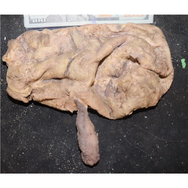 SILICONE SPLEEN FROM UNKNOWN PRODUCTION