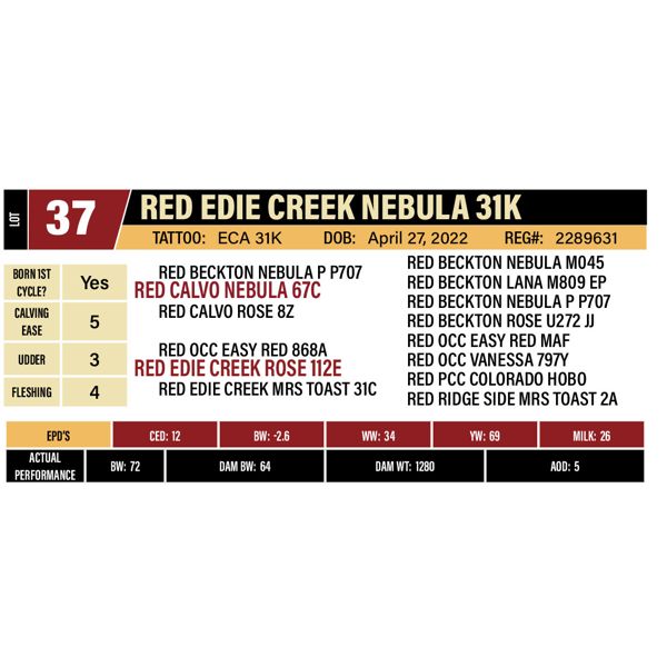 RED EDIE CREEK NEBULA 31K
